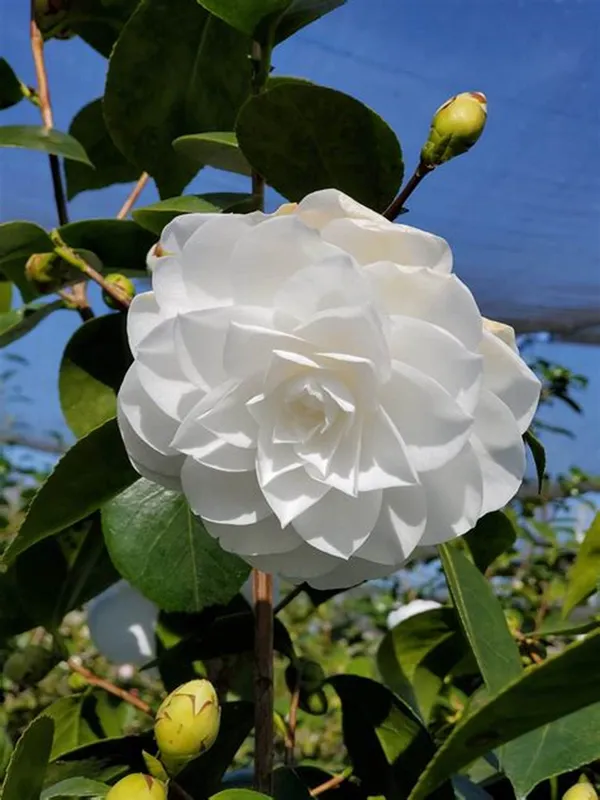 Japonica_Variety_Snow_White_Camellia_Ready_To_Flower_Plant_&_Tree_(1.5-3.5_Ft_Height)_For_Your_Sweet_Home_Garden_(Hybrid,_Pack_Of_1)