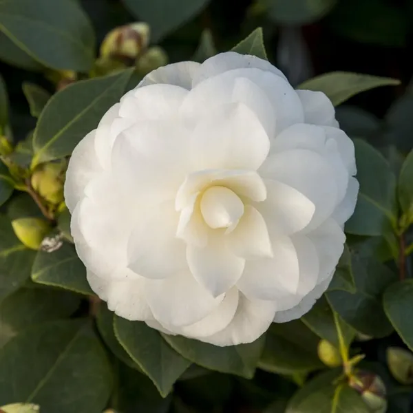 Japonica_Variety_Snow_White_Camellia_Ready_To_Flower_Plant_&_Tree_(1.5-3.5_Ft_Height)_For_Your_Sweet_Home_Garden_(Hybrid,_Pack_Of_1)