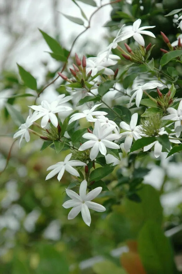 Jasminum_multiflorum__Flower_Plant_(kundo_Jasmine)