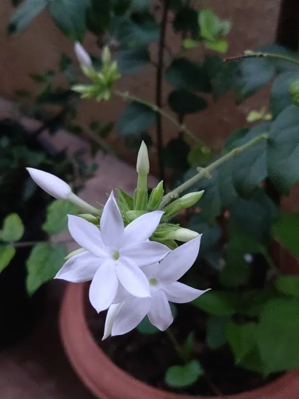 Jasminum_multiflorum__Flower_Plant_(kundo_Jasmine)