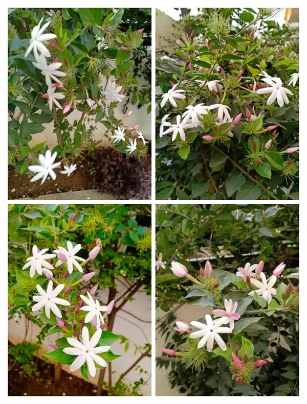 Jasminum_multiflorum__Flower_Plant_(kundo_Jasmine)