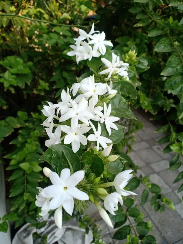 Jasminum_multiflorum__Flower_Plant_(kundo_Jasmine)