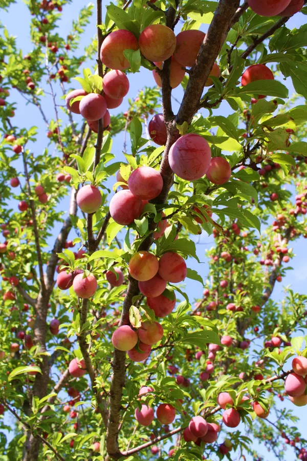 Juicy_&__Sweet_Alubukhra_Plum_Fruit_Plant_For_Home_Garden_(1.5-3.5_Ft_Height)_Pack_Of_1