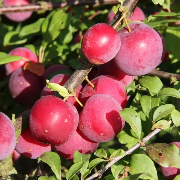 Juicy_&__Sweet_Alubukhra_Plum_Fruit_Plant_For_Home_Garden_(1.5-3.5_Ft_Height)_Pack_Of_1