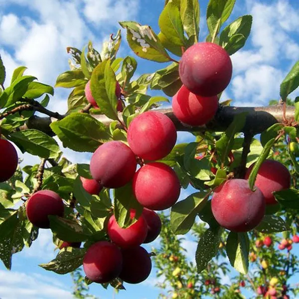 Juicy_&__Sweet_Alubukhra_Plum_Fruit_Plant_For_Home_Garden_(1.5-3.5_Ft_Height)_Pack_Of_1