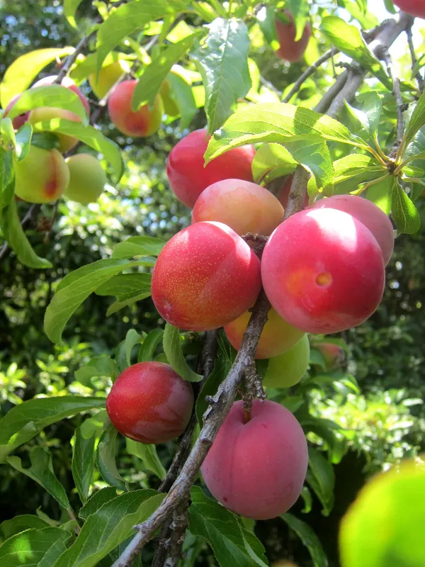 Juicy_&__Sweet_Alubukhra_Plum_Fruit_Plant_For_Home_Garden_(1.5-3.5_Ft_Height)_Pack_Of_1