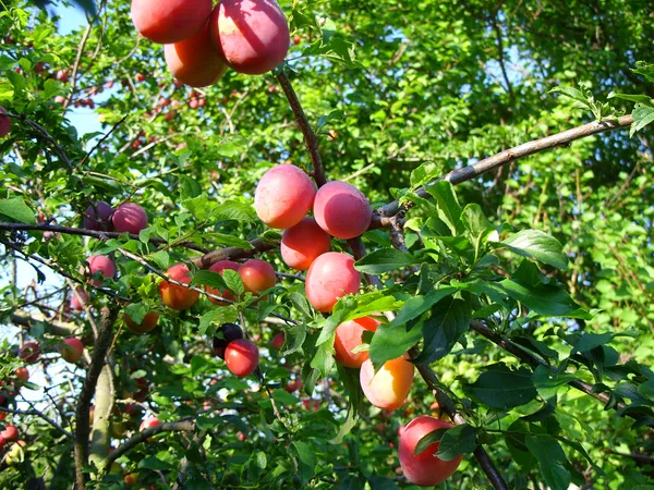 Juicy_&__Sweet_Alubukhra_Plum_Fruit_Plant_For_Home_Garden_(1.5-3.5_Ft_Height)_Pack_Of_1