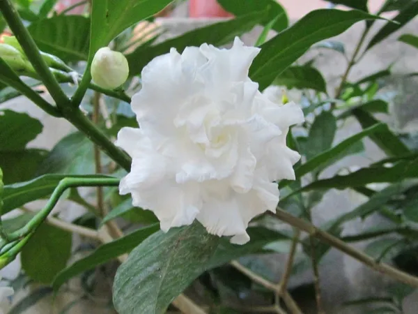 Crape_Jasmine_Amazing_Fragrance_Flower_Plant_For_Garden_(Hybrid,_Pack_Of_1)