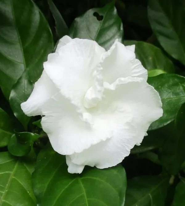 Crape_Jasmine_Amazing_Fragrance_Flower_Plant_For_Garden_(Hybrid,_Pack_Of_1)