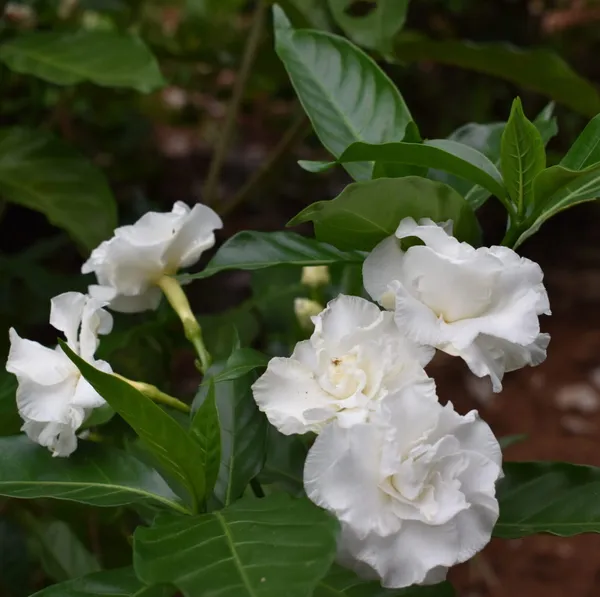 Crape_Jasmine_Amazing_Fragrance_Flower_Plant_For_Garden_(Hybrid,_Pack_Of_1)