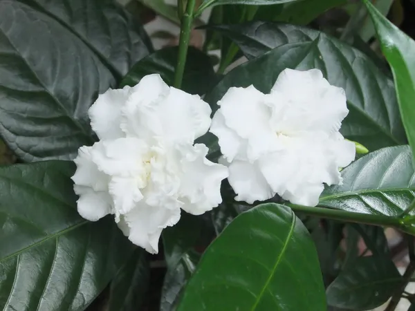 Crape_Jasmine_Amazing_Fragrance_Flower_Plant_For_Garden_(Hybrid,_Pack_Of_1)