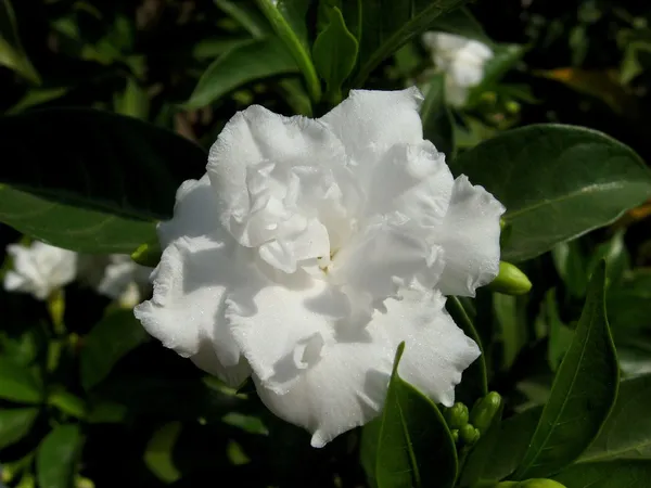 Crape_Jasmine_Amazing_Fragrance_Flower_Plant_For_Garden_(Hybrid,_Pack_Of_1)