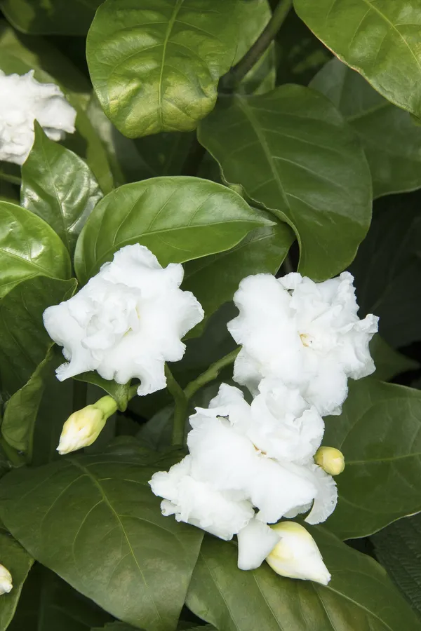 Crape_Jasmine_Amazing_Fragrance_Flower_Plant_For_Garden_(Hybrid,_Pack_Of_1)
