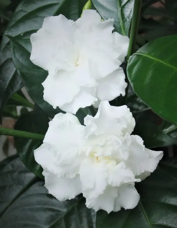 Crape_Jasmine_Amazing_Fragrance_Flower_Plant_For_Garden_(Hybrid,_Pack_Of_1)