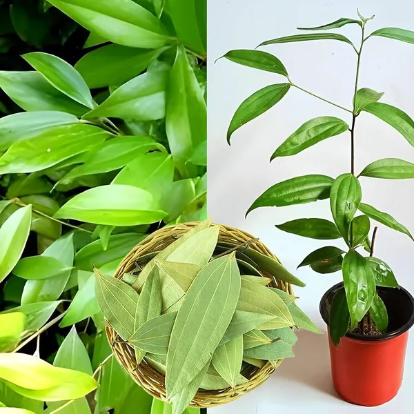 Taj_Pattta/Bay_Leaf_Spices_Plant_&_Tree_(1.5-3.5_Ft_Hight)_For_Sweet_Home_Gardening_(Hybrid,_Pack_Of_1)