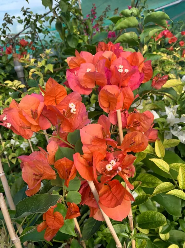 Kagoj_ful/Bougainvillea_(Orange)_Flowering_Plant_&_Tree_For_Shrub/Bush/Garden,_Pack_Of_1