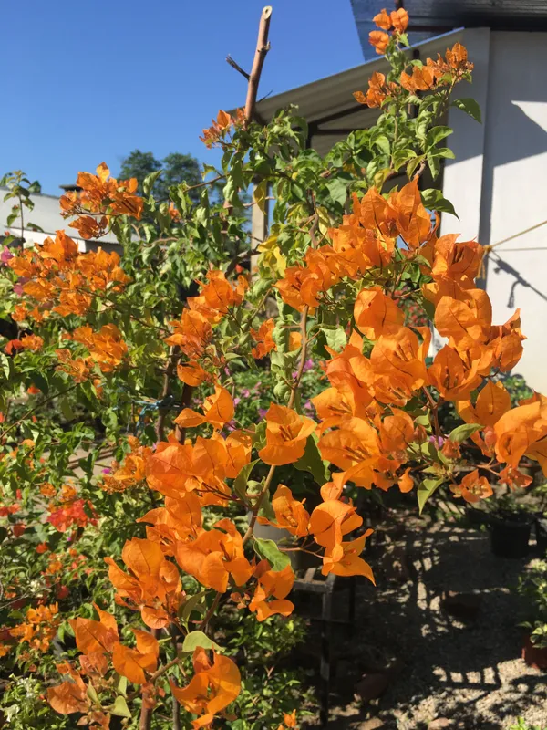 Kagoj_ful/Bougainvillea_(Orange)_Flowering_Plant_&_Tree_For_Shrub/Bush/Garden,_Pack_Of_1