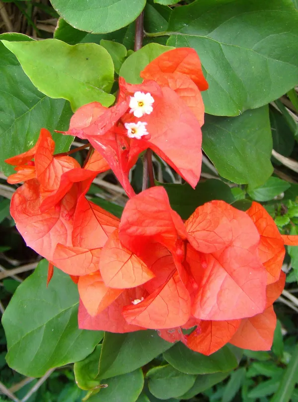 Kagoj_ful/Bougainvillea_(Orange)_Flowering_Plant_&_Tree_For_Shrub/Bush/Garden,_Pack_Of_1