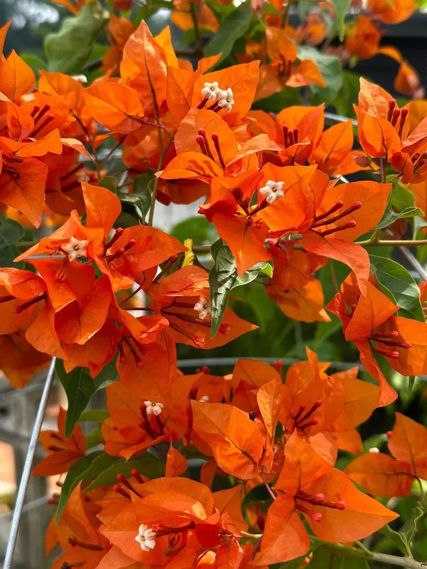 Kagoj_ful/Bougainvillea_(Orange)_Flowering_Plant_&_Tree_For_Shrub/Bush/Garden,_Pack_Of_1