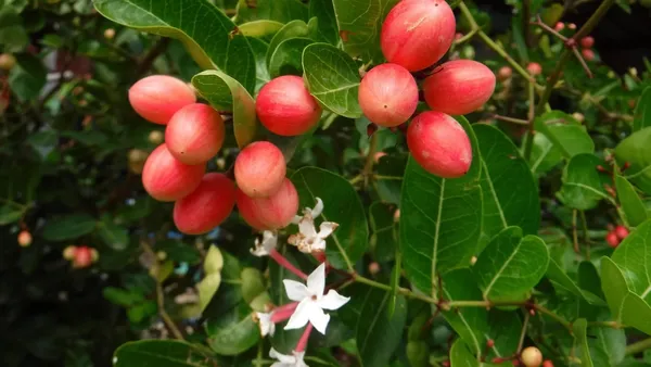 Karonda,_Carissa_Carandas_??Fruit_Plant_&_Tree_For_Shrub/Bush/Home_Garden_(Pack_Of_1)