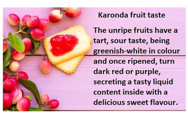 Karonda,_Carissa_Carandas_??Fruit_Plant_&_Tree_For_Shrub/Bush/Home_Garden_(Pack_Of_1)