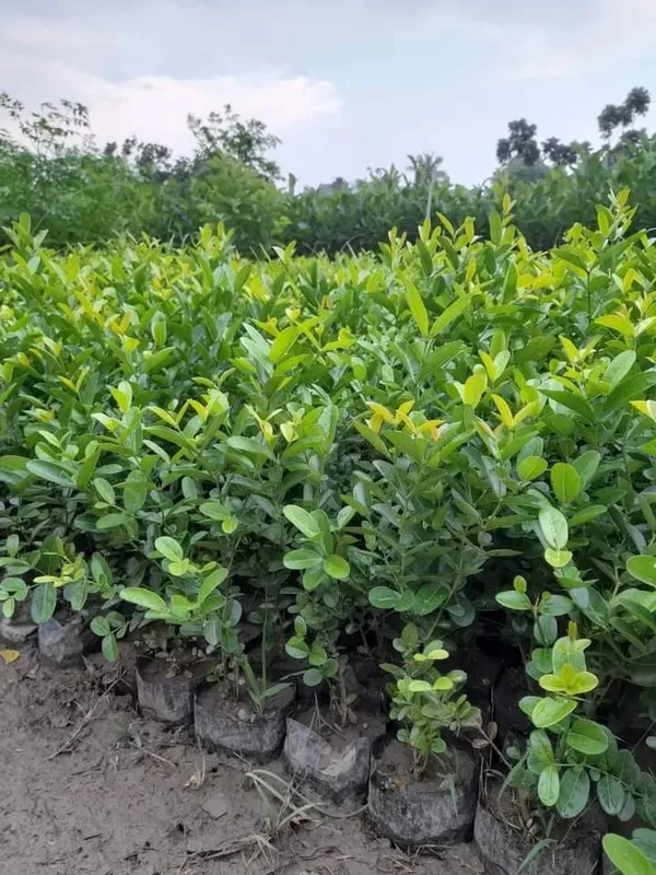Karonda,_Carissa_Carandas_??Fruit_Plant_&_Tree_For_Shrub/Bush/Home_Garden_(Pack_Of_1)