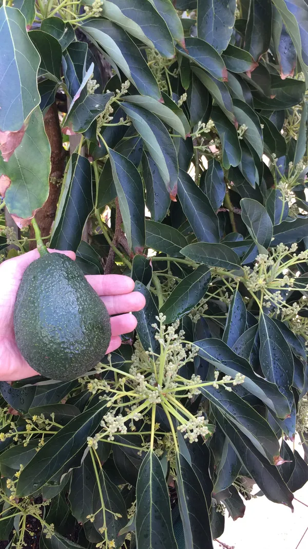 Lamb_Hass_Costly_Avocado_Fruit_Plant_&_Tree_(1.5-3.5_ft_Height)_For_Garden,_Well_Watered_Avocado_Healthy_Plant_(Hybrid,_Pack_Of_1)