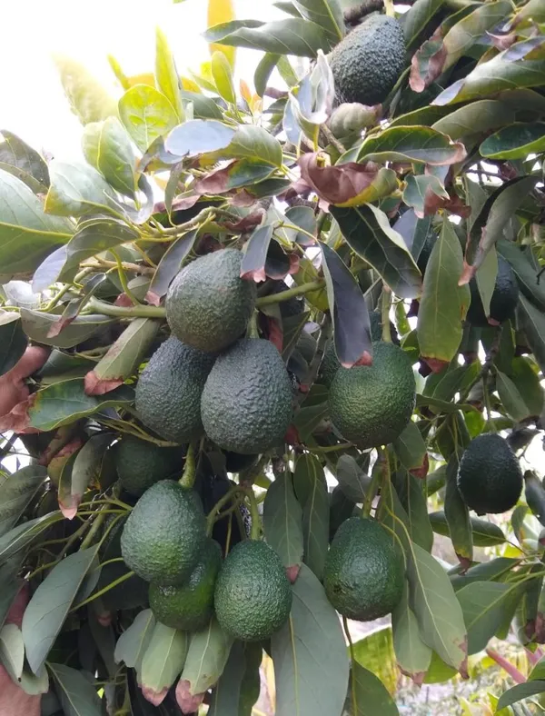 Lamb_Hass_Costly_Avocado_Fruit_Plant_&_Tree_(1.5-3.5_ft_Height)_For_Garden,_Well_Watered_Avocado_Healthy_Plant_(Hybrid,_Pack_Of_1)