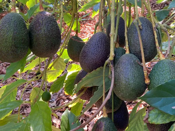 Lamb_Hass_Costly_Avocado_Fruit_Plant_&_Tree_(1.5-3.5_ft_Height)_For_Garden,_Well_Watered_Avocado_Healthy_Plant_(Hybrid,_Pack_Of_1)