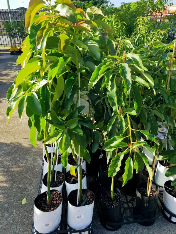 Lamb_Hass_Costly_Avocado_Fruit_Plant_&_Tree_(1.5-3.5_ft_Height)_For_Garden,_Well_Watered_Avocado_Healthy_Plant_(Hybrid,_Pack_Of_1)