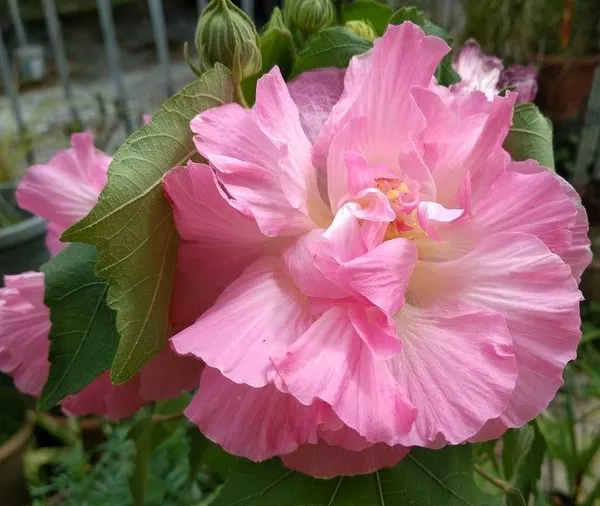 Land_lotus_Tree,_Double_Petal_(Sthal_Padma/Hibiscus_Metabolism|_Cotton_Rose_Plant)_Pack_Of_1