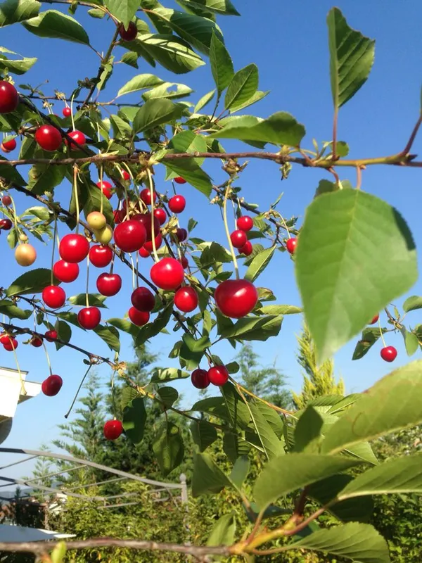 Lapins_Sweet_Cherry_Fruit_Plant_(pack_Of-1)