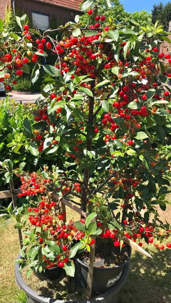Lapins_Sweet_Cherry_Fruit_Plant_(pack_Of-1)