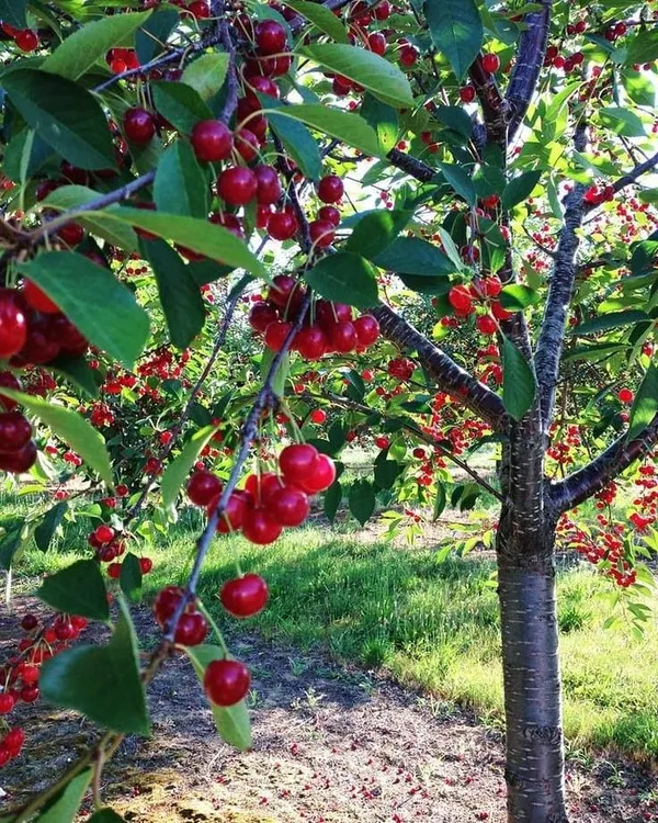 Lapins_Sweet_Cherry_Fruit_Plant_(pack_Of-1)