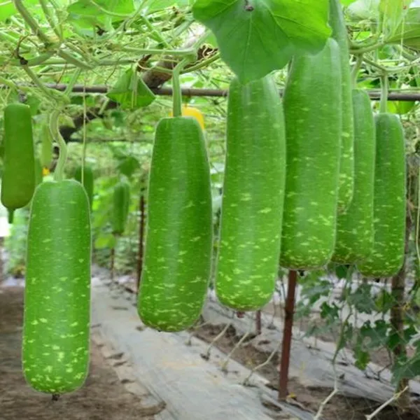 Long_Bottle_Gourd/Lauki_Fast-Growing_Seeds_-_200_gms_For_Home_Garden_(Pack_Of_1)