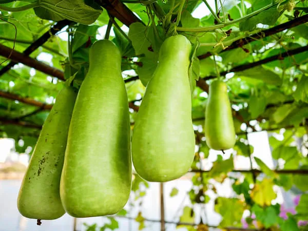 Long_Bottle_Gourd/Lauki_Fast-Growing_Seeds_-_200_gms_For_Home_Garden_(Pack_Of_1)
