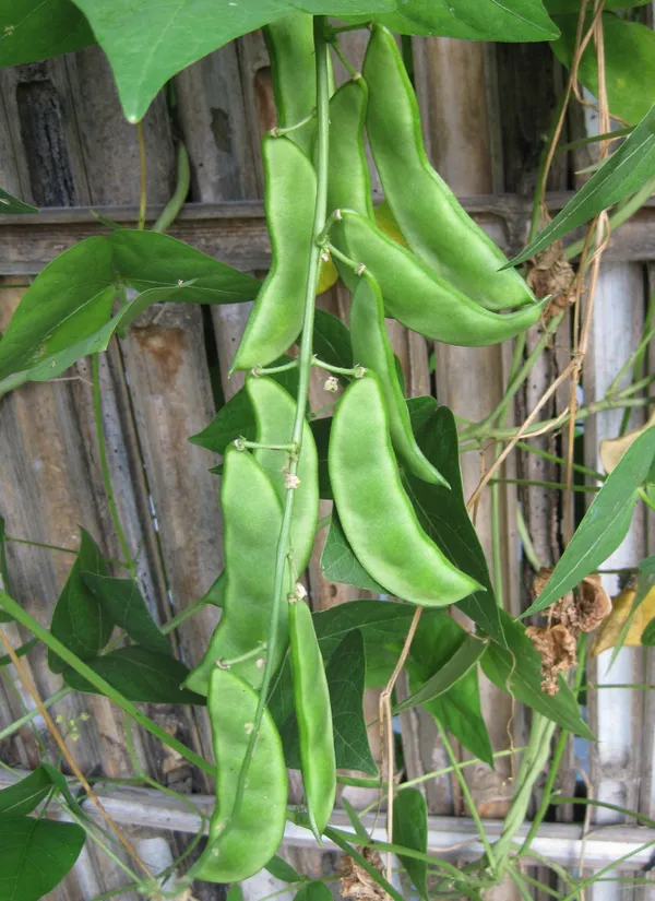 Lima_Beans/Sem_Phali_Seeds_-_200_gms_Bush_Type_-_20_Seeds_-_200_gms_Pack_Of_1