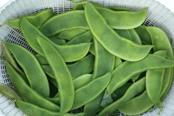 Lima_Beans/Sem_Phali_Seeds_-_200_gms_Bush_Type_-_20_Seeds_-_200_gms_Pack_Of_1