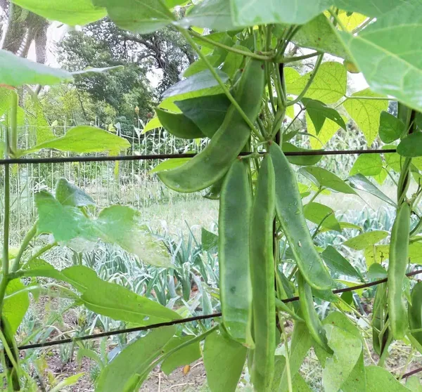 Lima_Beans/Sem_Phali_Seeds_-_200_gms_Bush_Type_-_20_Seeds_-_200_gms_Pack_Of_1