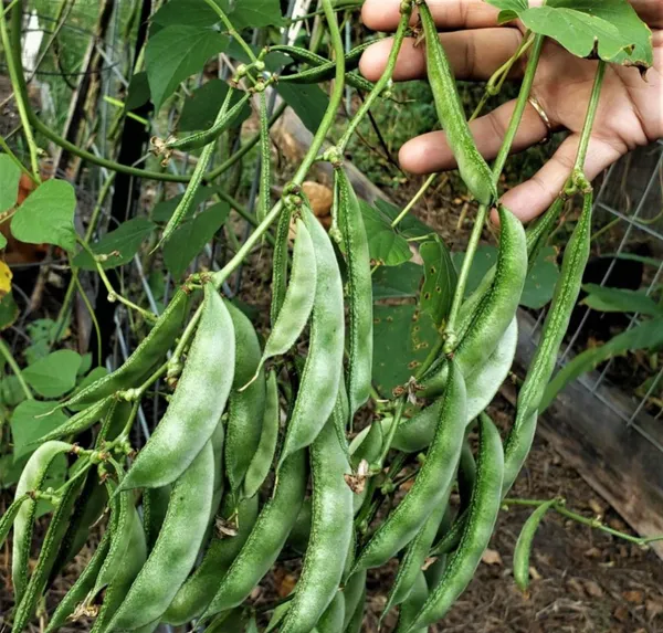 Lima_Beans/Sem_Phali_Seeds_-_200_gms_Bush_Type_-_20_Seeds_-_200_gms_Pack_Of_1