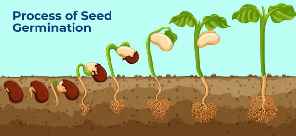 Lima_Beans/Sem_Phali_Seeds_-_200_gms_Bush_Type_-_20_Seeds_-_200_gms_Pack_Of_1