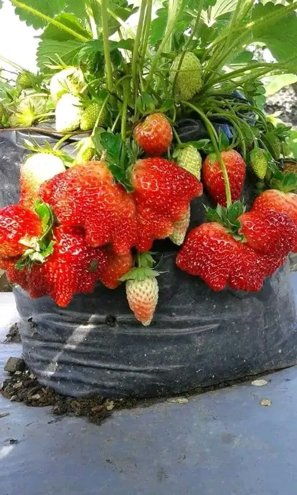 Live_Hybrid_Strawberry_Fruit_Plant–_High_Yield,_Sweet_&_Juicy_Variety_for_Home_Garden
