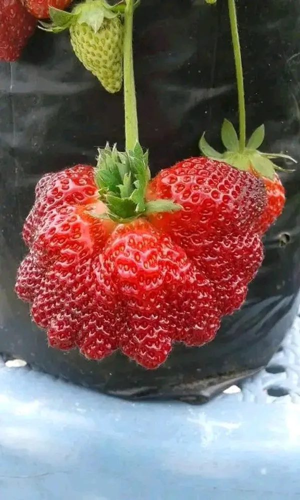 Live_Hybrid_Strawberry_Fruit_Plant–_High_Yield,_Sweet_&_Juicy_Variety_for_Home_Garden