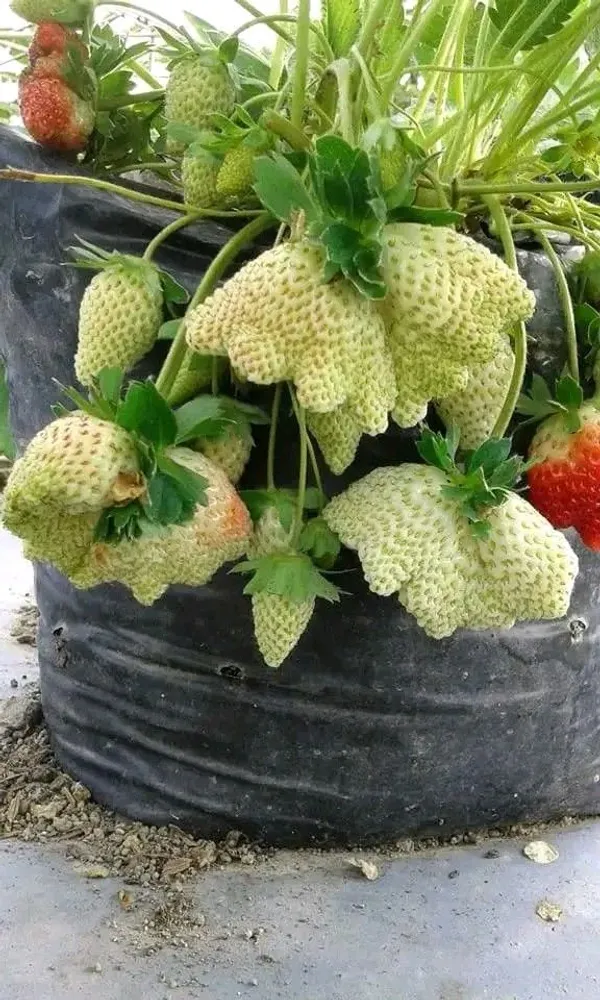 Live_Hybrid_Strawberry_Fruit_Plant–_High_Yield,_Sweet_&_Juicy_Variety_for_Home_Garden