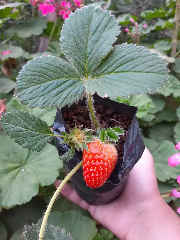 Live_Hybrid_Strawberry_Fruit_Plant–_High_Yield,_Sweet_&_Juicy_Variety_for_Home_Garden