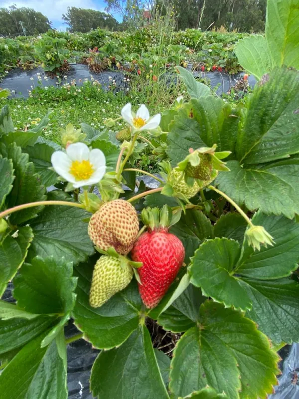 Live_Hybrid_Strawberry_Fruit_Plant–_High_Yield,_Sweet_&_Juicy_Variety_for_Home_Garden