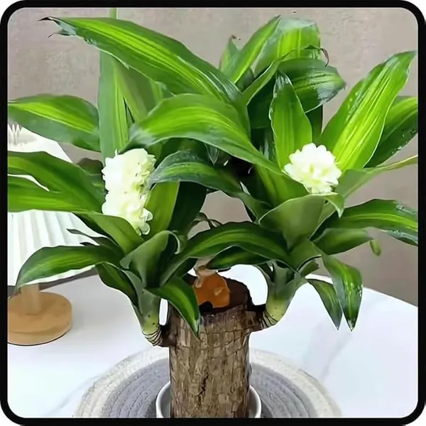 Healthy_&_Lucky_Brazil_Wood_Potted_Indoor_Plant_For_Living_Room_|_Feng_Shui_Plant_|_Without Pot | Pack Of 1