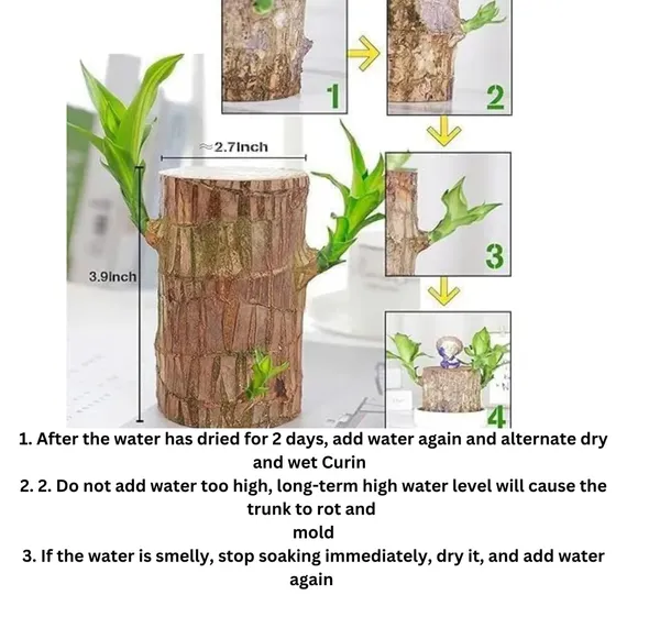 Healthy_&_Lucky_Brazil_Wood_Potted_Indoor_Plant_For_Living_Room_|_Feng_Shui_Plant_|_Without Pot | Pack Of 1
