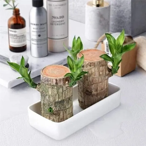 Healthy_&_Lucky_Brazil_Wood_Potted_Indoor_Plant_For_Living_Room_|_Feng_Shui_Plant_|_Without Pot | Pack Of 1
