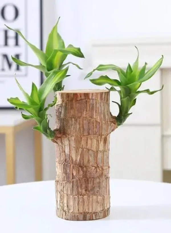 Healthy_&_Lucky_Brazil_Wood_Potted_Indoor_Plant_For_Living_Room_|_Feng_Shui_Plant_|_Without Pot | Pack Of 1